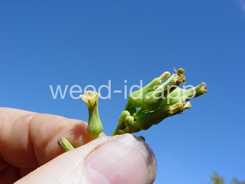 lettuce, biennial